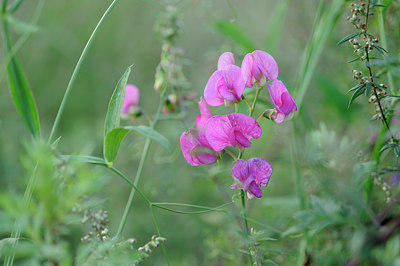 BUITEN BEELD Foto: 100570