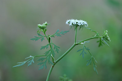 BUITEN BEELD Foto: 100571