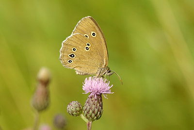 BUITEN BEELD Foto: 100597