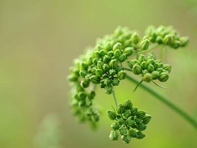 BUITEN BEELD Foto: 100609