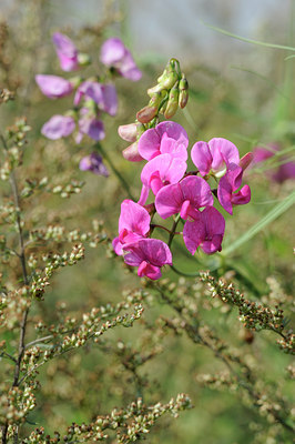BUITEN BEELD Foto: 100614