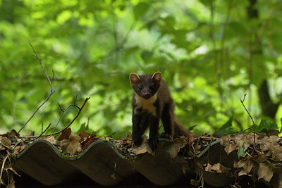 BUITEN BEELD Foto: 100623