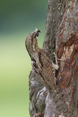 BUITEN BEELD Foto: 100637