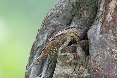 BUITEN BEELD Foto: 100643