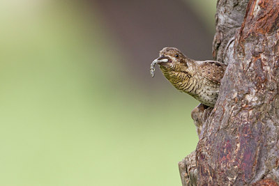 BUITEN BEELD Foto: 100658
