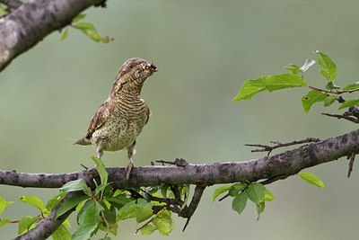 BUITEN BEELD Foto: 100661