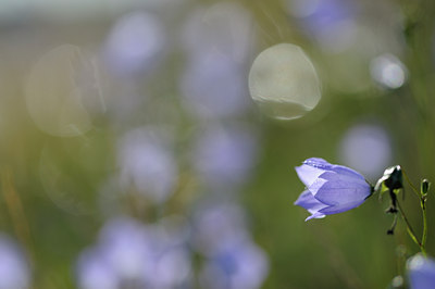 BUITEN BEELD Foto: 100667