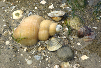 BUITEN BEELD Foto: 100672