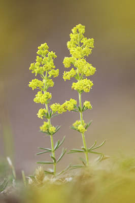 BUITEN BEELD Foto: 100684