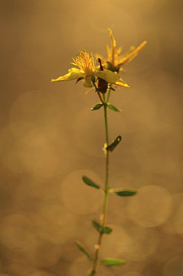 BUITEN BEELD Foto: 100690