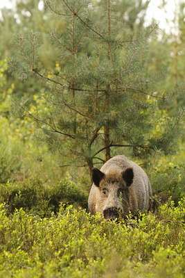 BUITEN BEELD Foto: 100706