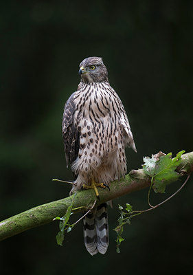 BUITEN BEELD Foto: 100712