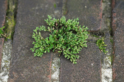 BUITEN BEELD Foto: 100720