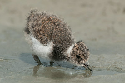 BUITEN BEELD Foto: 100740