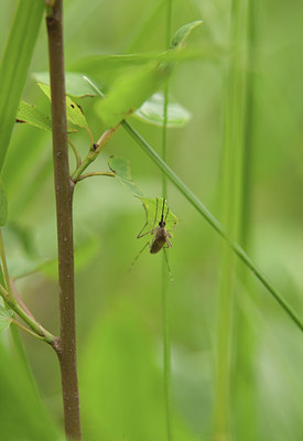 BUITEN BEELD Foto: 100747