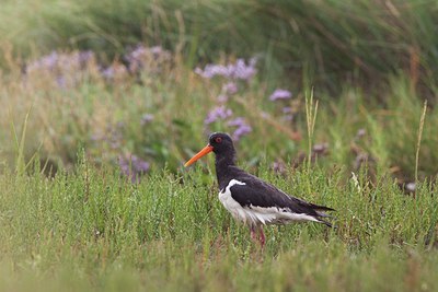 BUITEN BEELD Foto: 100750