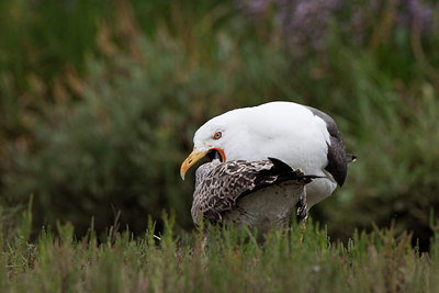 BUITEN BEELD Foto: 100752