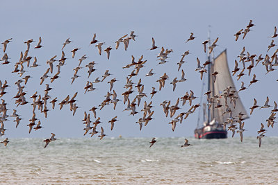 BUITEN BEELD Foto: 100764