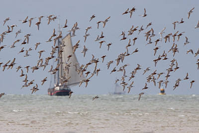BUITEN BEELD Foto: 100765