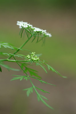 BUITEN BEELD Foto: 100766