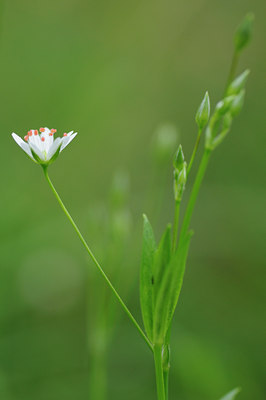 BUITEN BEELD Foto: 100767