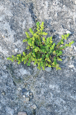 BUITEN BEELD Foto: 100779
