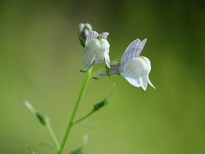 BUITEN BEELD Foto: 100780