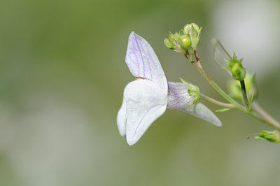 BUITEN BEELD Foto: 100783