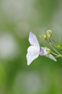 BUITEN BEELD Foto: 100784