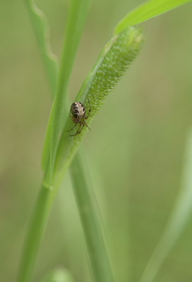 BUITEN BEELD Foto: 100790
