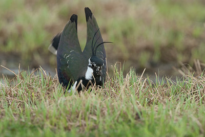 BUITEN BEELD Foto: 100792