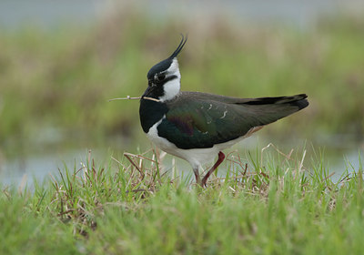 BUITEN BEELD Foto: 100797