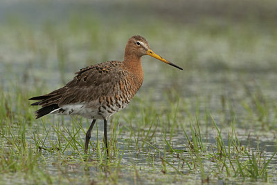BUITEN BEELD Foto: 100803