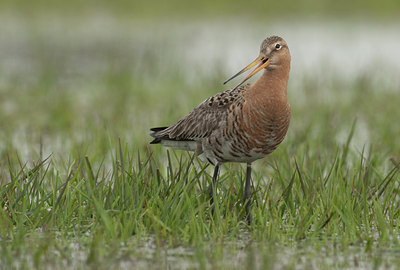 BUITEN BEELD Foto: 100804