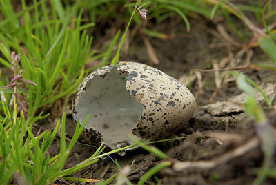 BUITEN BEELD Foto: 100823