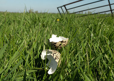 BUITEN BEELD Foto: 100835