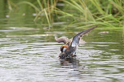 BUITEN BEELD Foto: 100844