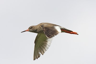 BUITEN BEELD Foto: 100865