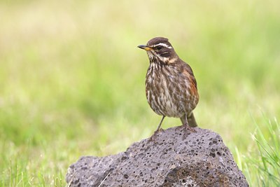 BUITEN BEELD Foto: 100873