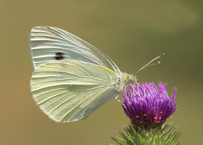 BUITEN BEELD Foto: 100910