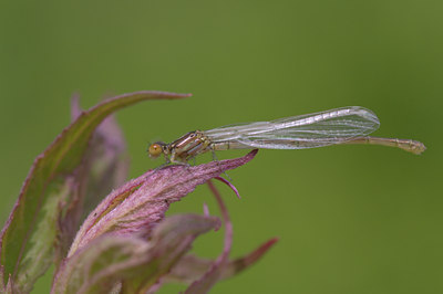 BUITEN BEELD Foto: 100911