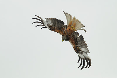 BUITEN BEELD Foto: 100953