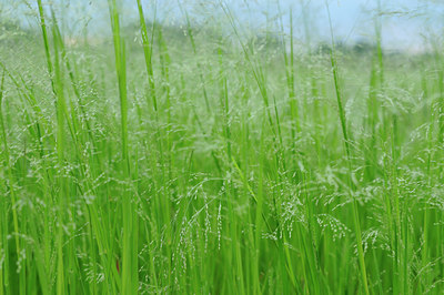 BUITEN BEELD Foto: 100962