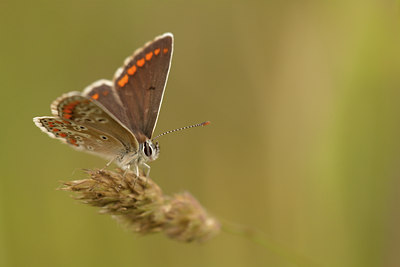 BUITEN BEELD Foto: 100964