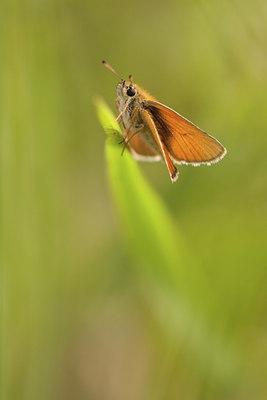 BUITEN BEELD Foto: 100965