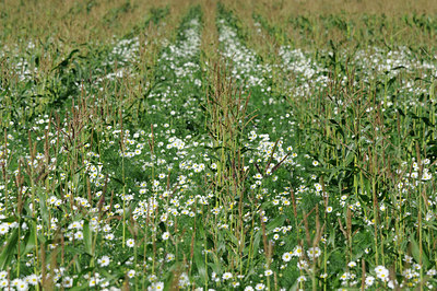 BUITEN BEELD Foto: 100990