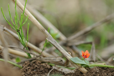 BUITEN BEELD Foto: 100996