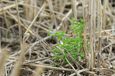 BUITEN BEELD Foto: 101003