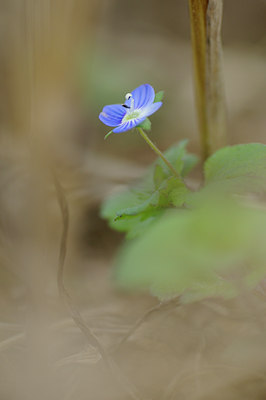 BUITEN BEELD Foto: 101008