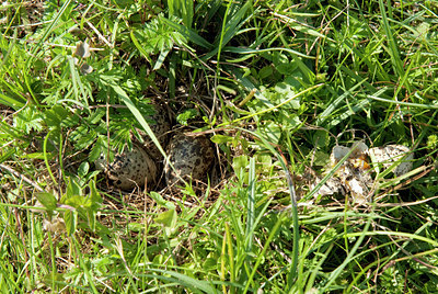 BUITEN BEELD Foto: 101018